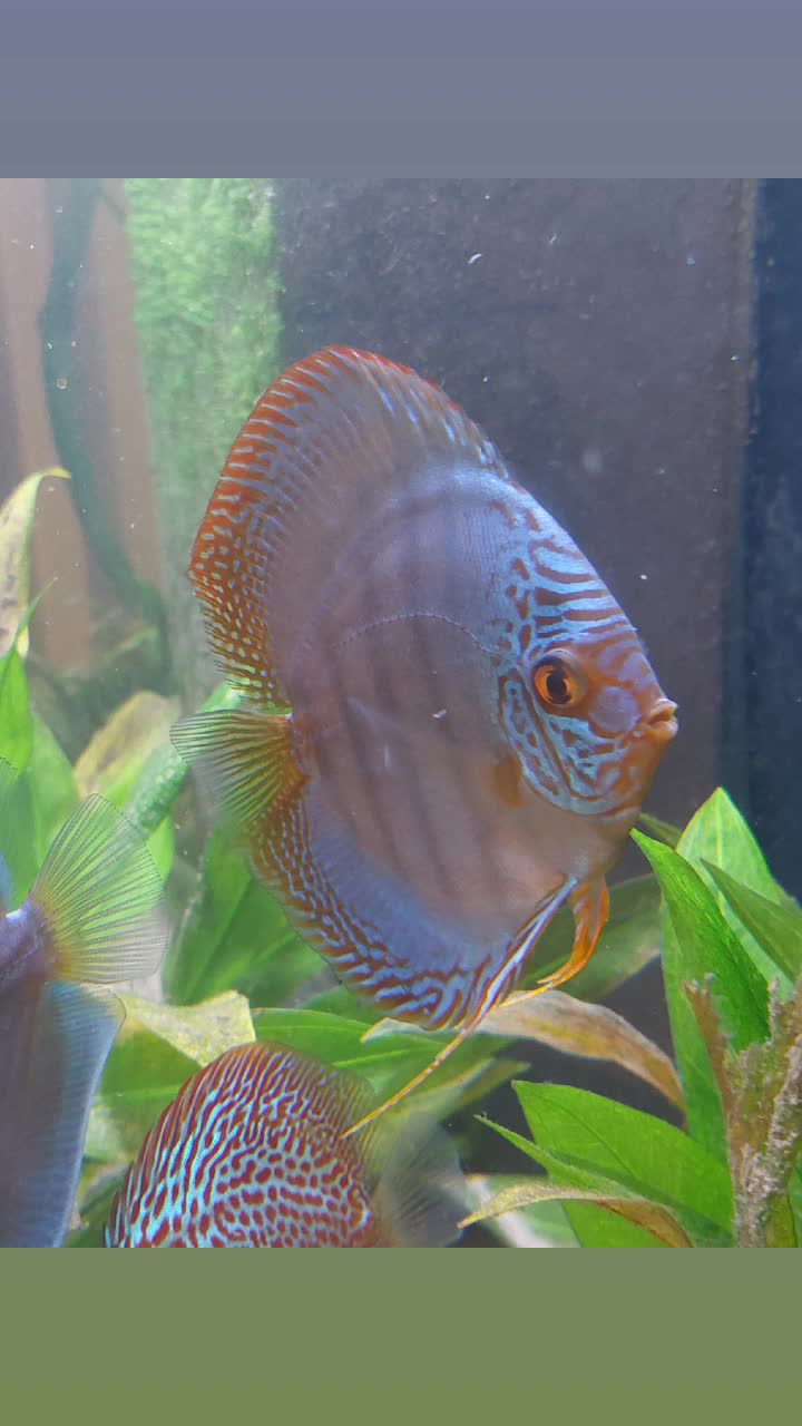 @South american cichlid