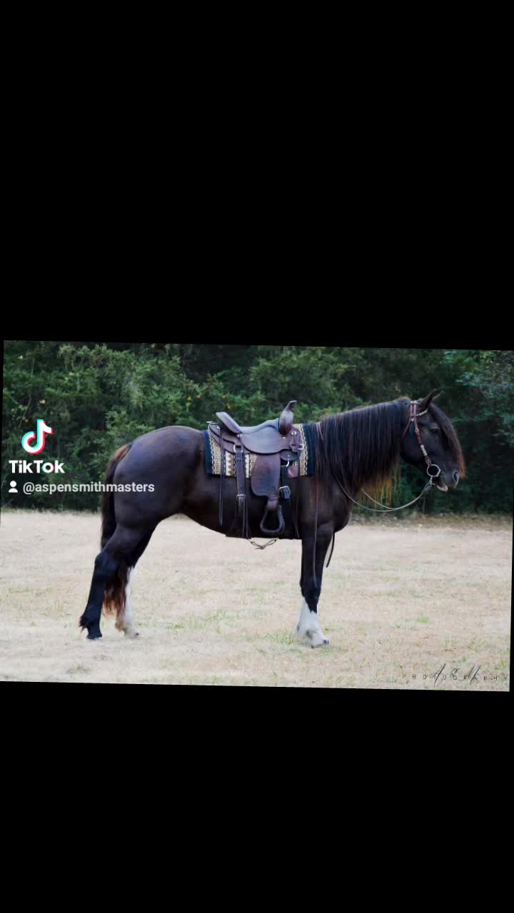 @Ozark Mountain Horses LLC
