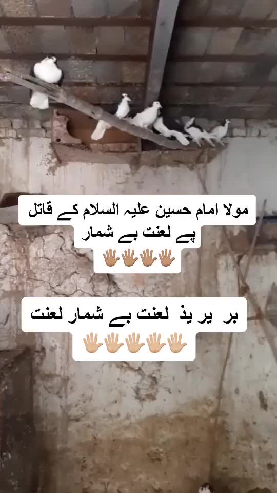 @❤️زوار فخر عبا س اعوان ❤️