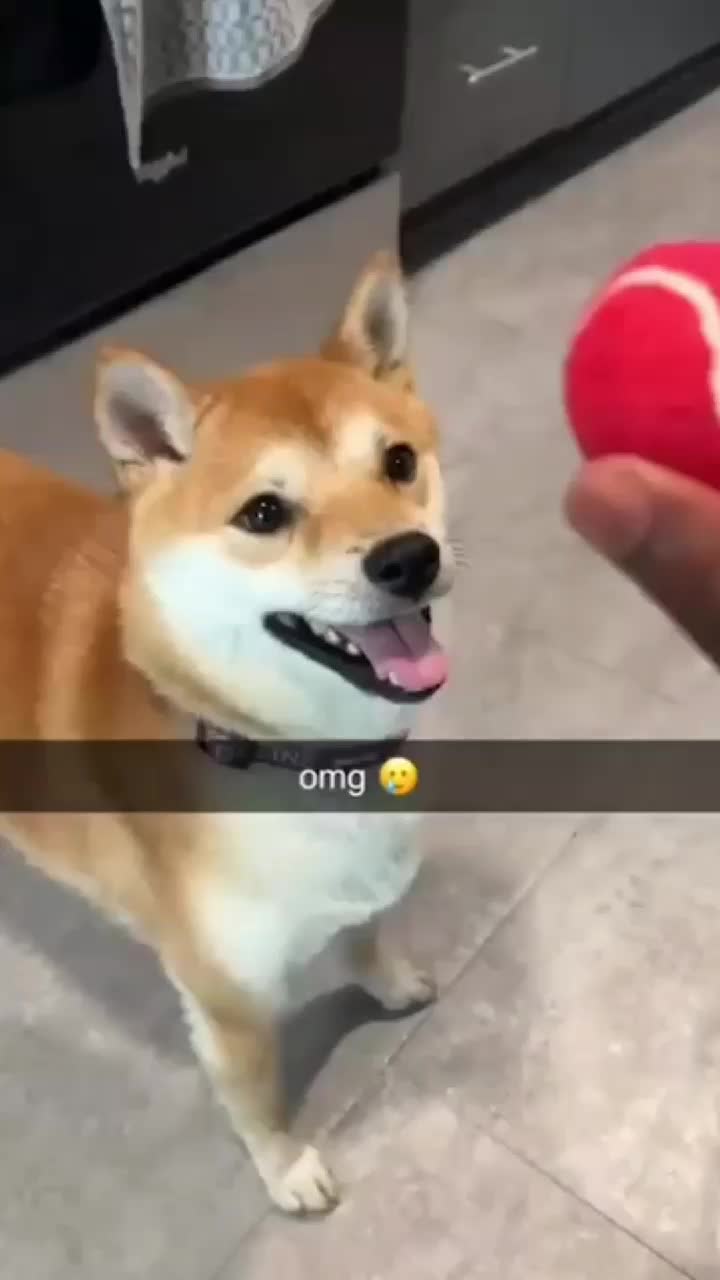@funny videos