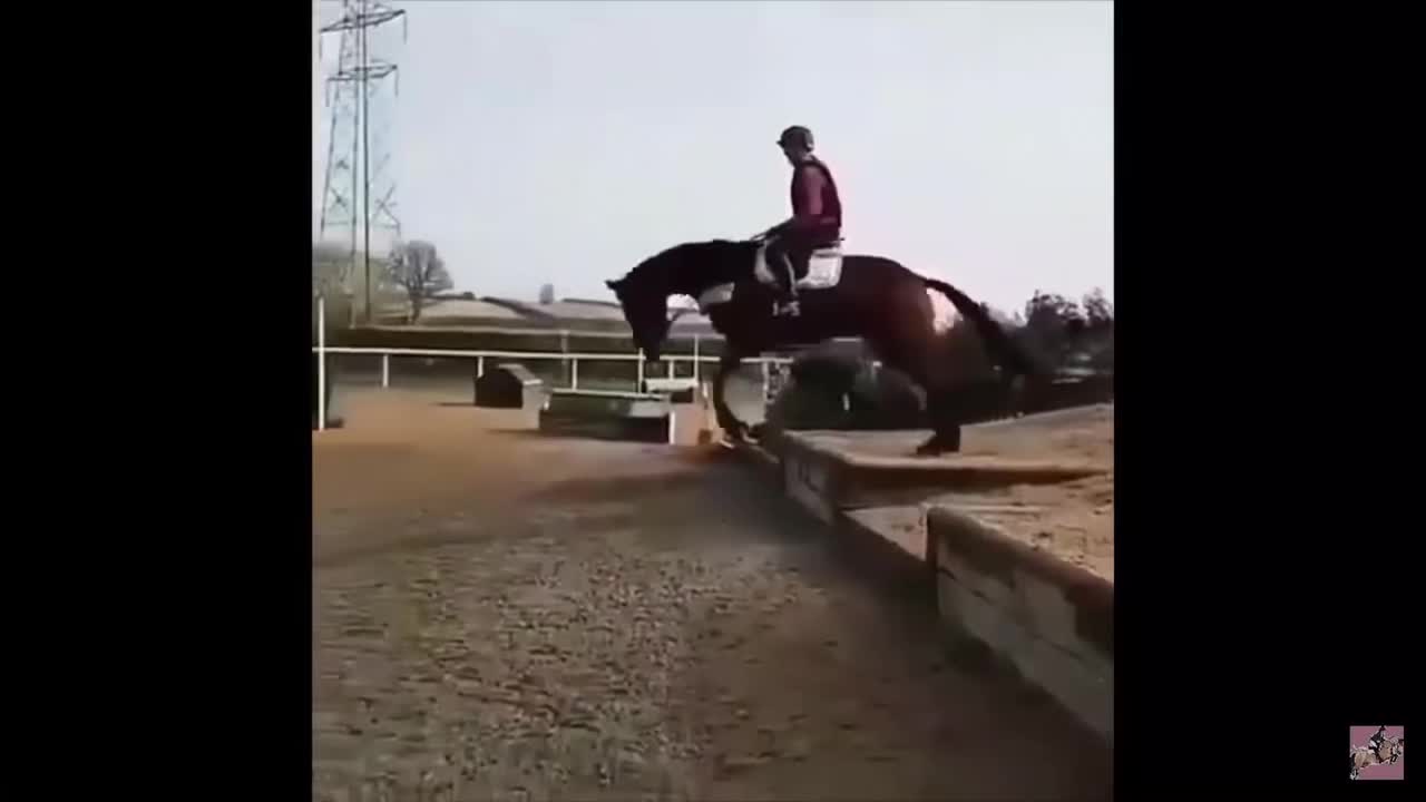 @Horses