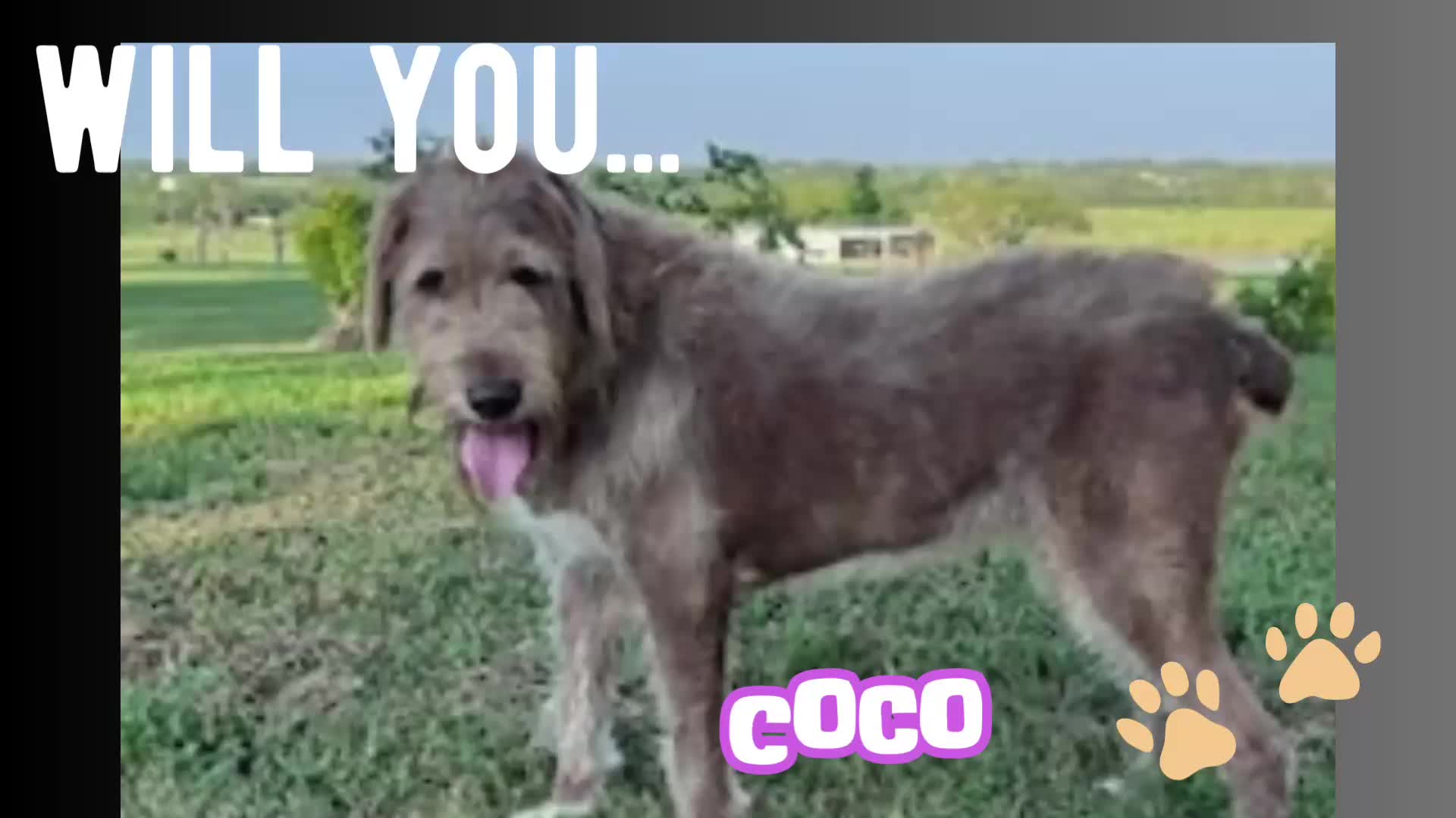 @Paws From Afar Rescue