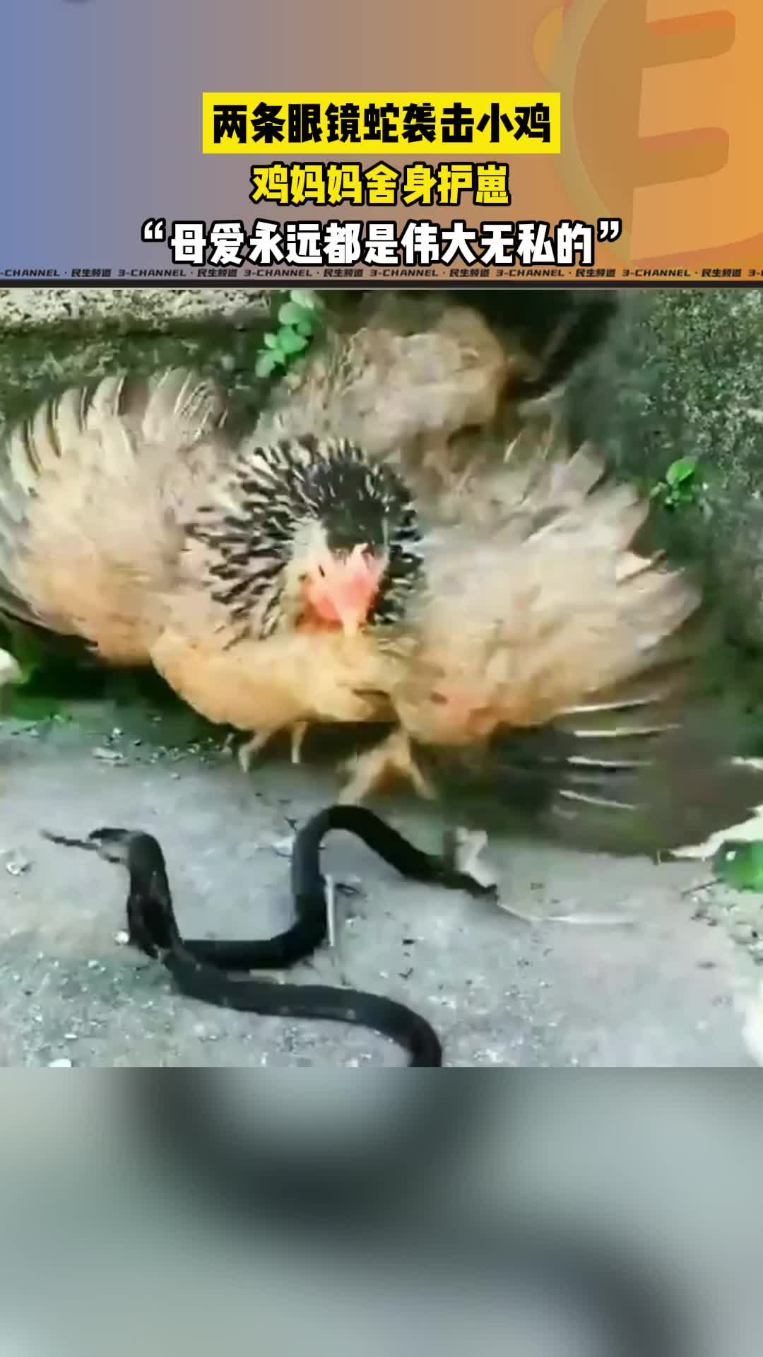 @追梦熊猫人
