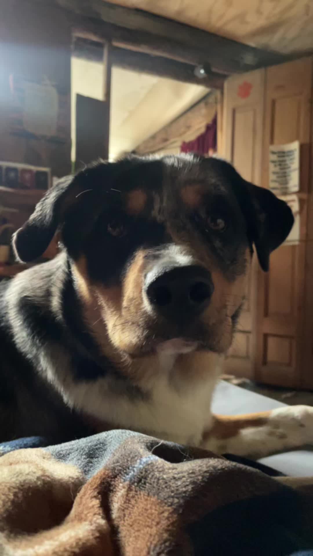 @Durananimal