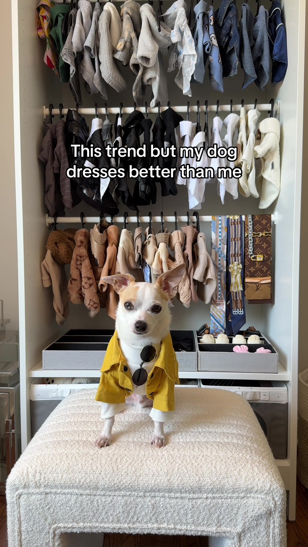 @Bao the Chihuahua