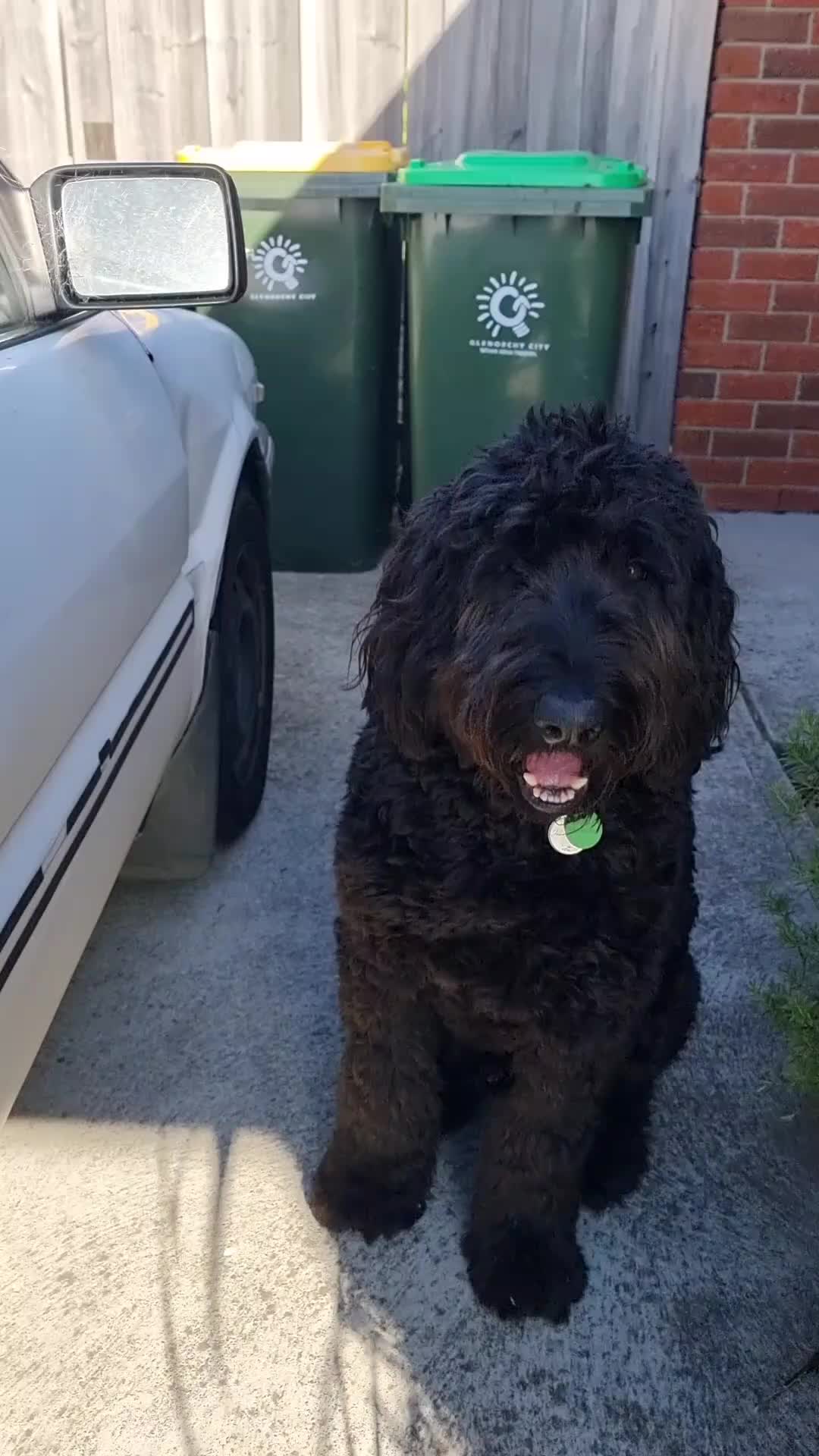 @MontyTheLabradoodle