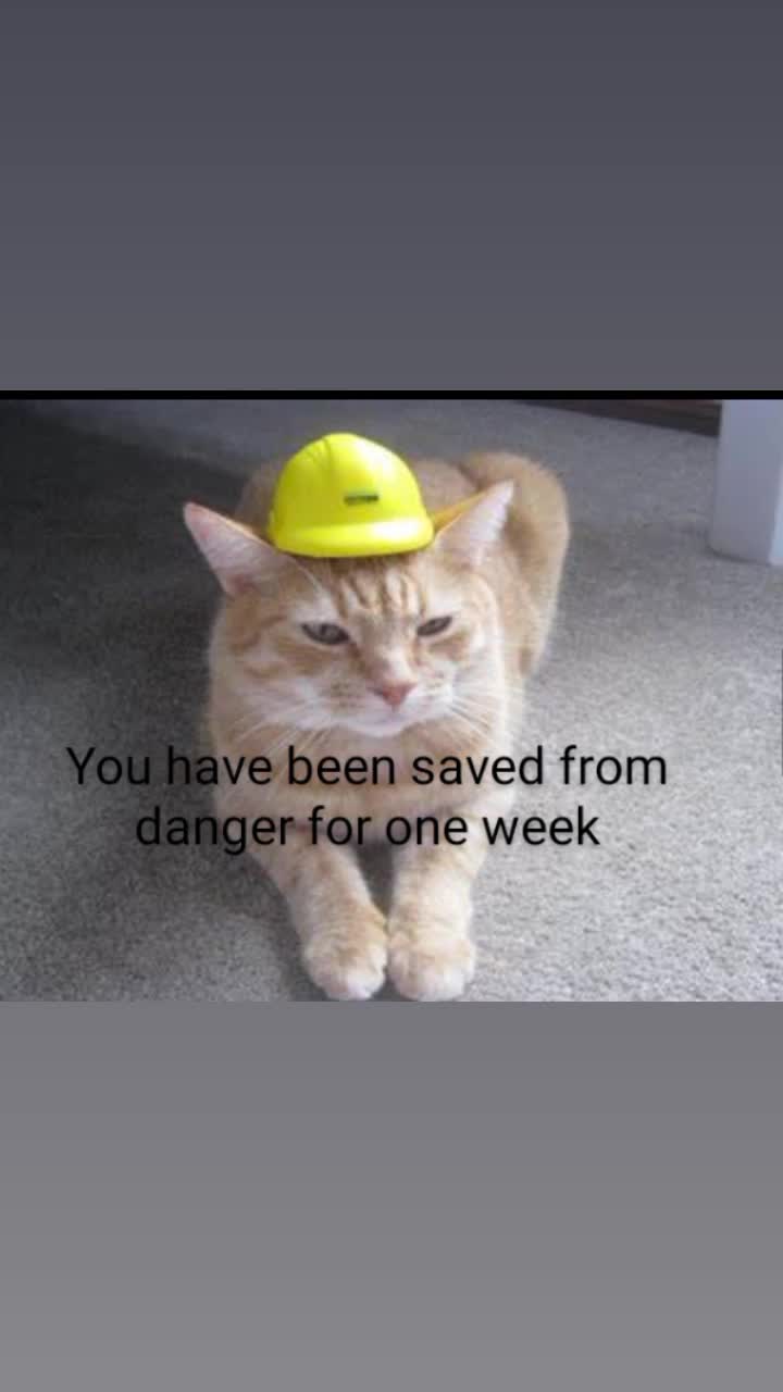 @Safety Cat