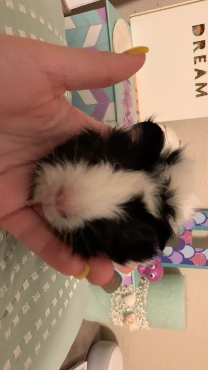 @🐹Thē çûtę pètš🐱