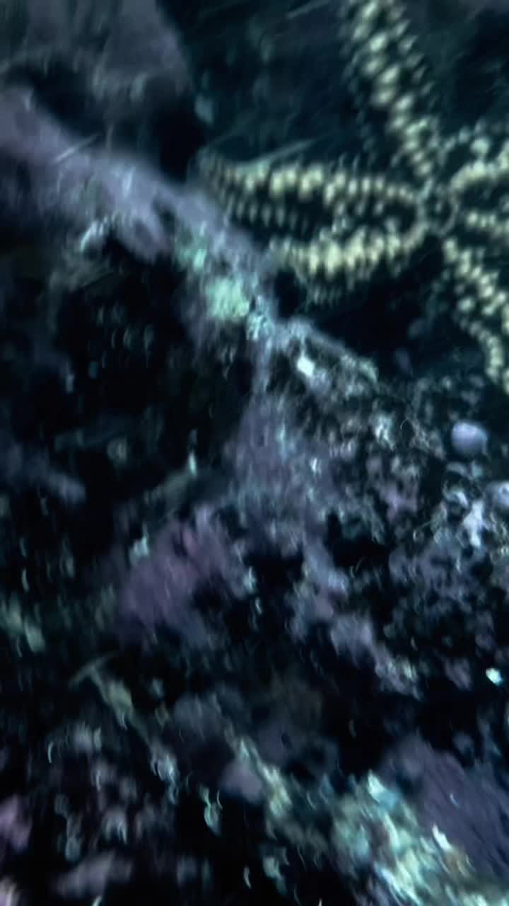 @kurague🐟