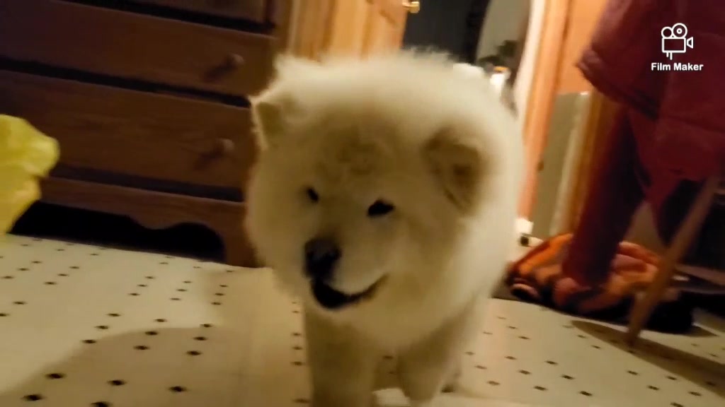 @chowsandpals