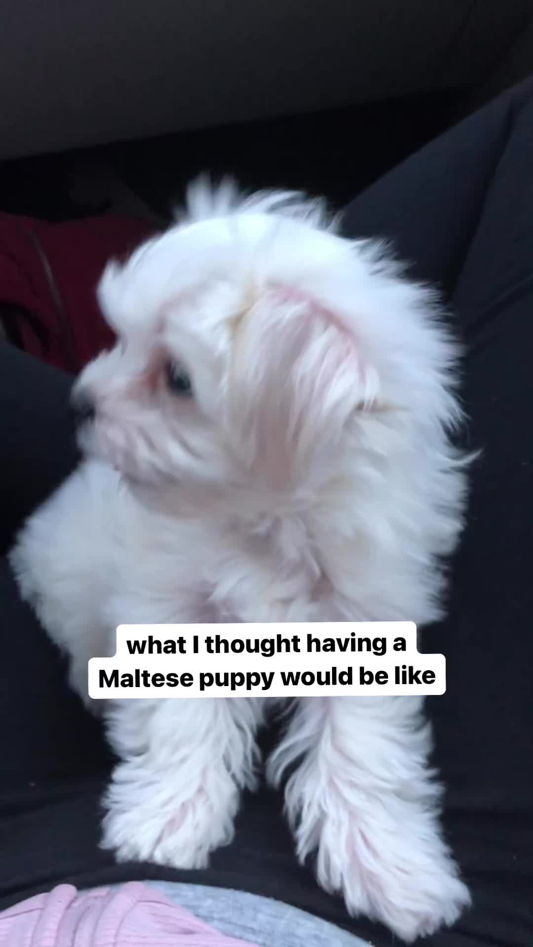 @mildred.the.maltese
