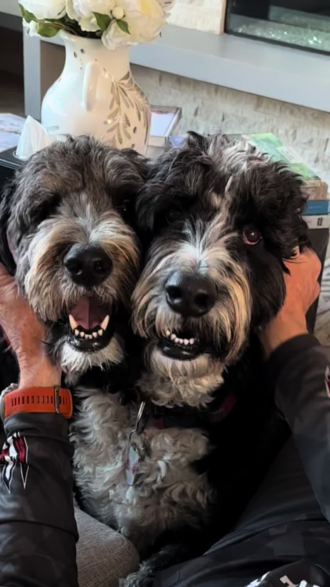 @Bernedoodlemama