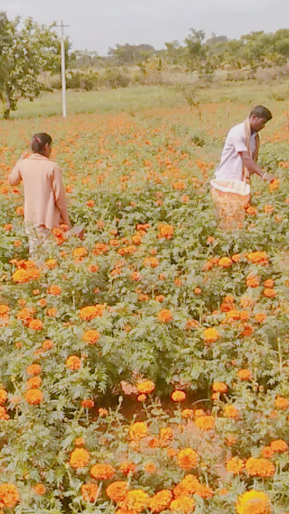 @Rangswamy Tb