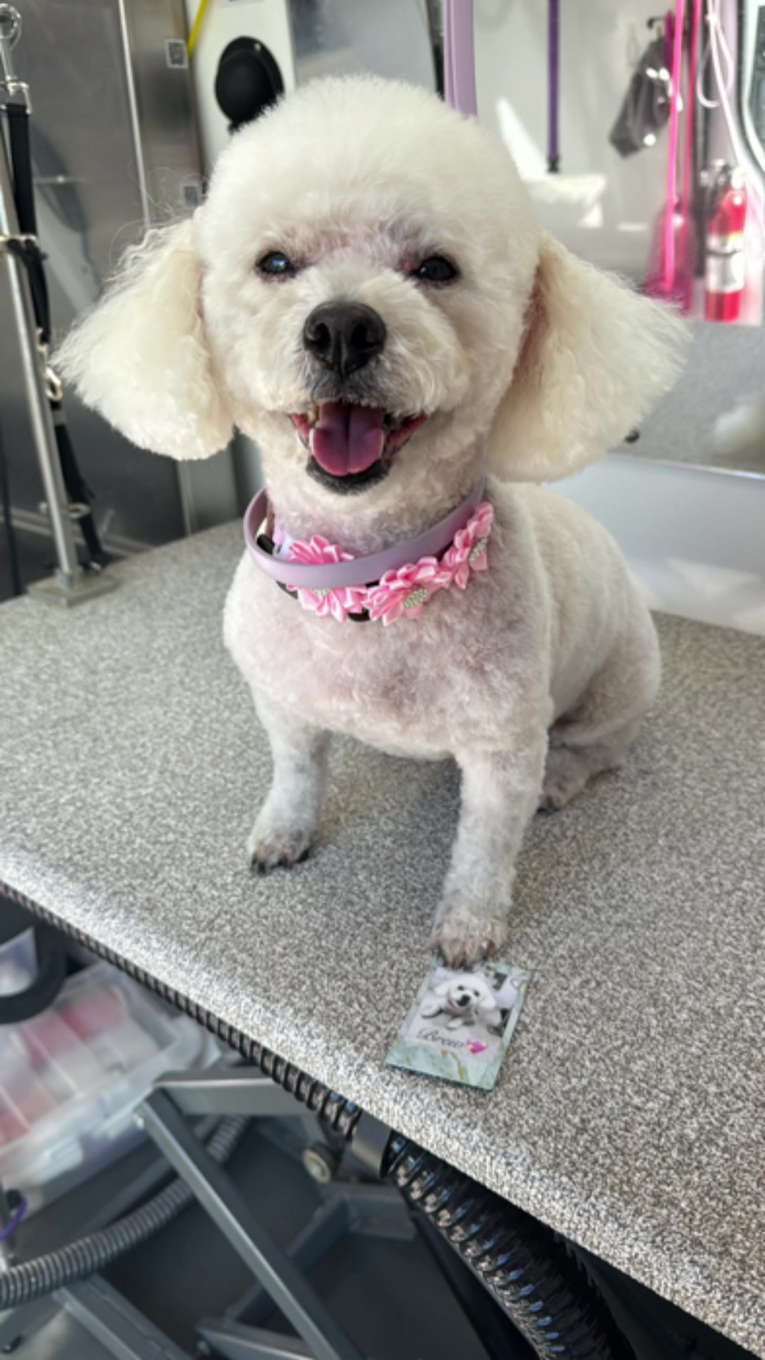 @the_Pawfectionist