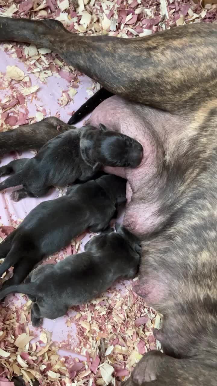 @Morales.kennels