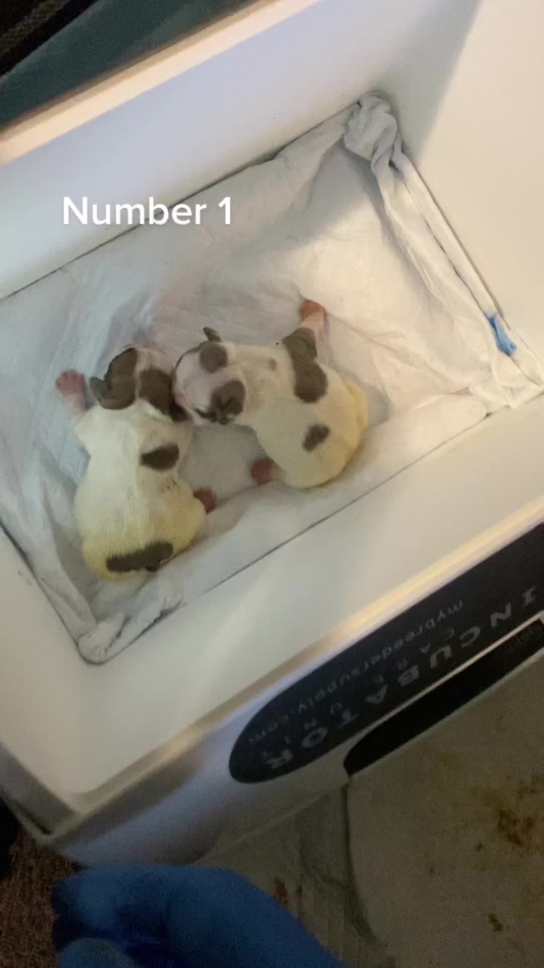 @Snow in Miami Exotiks