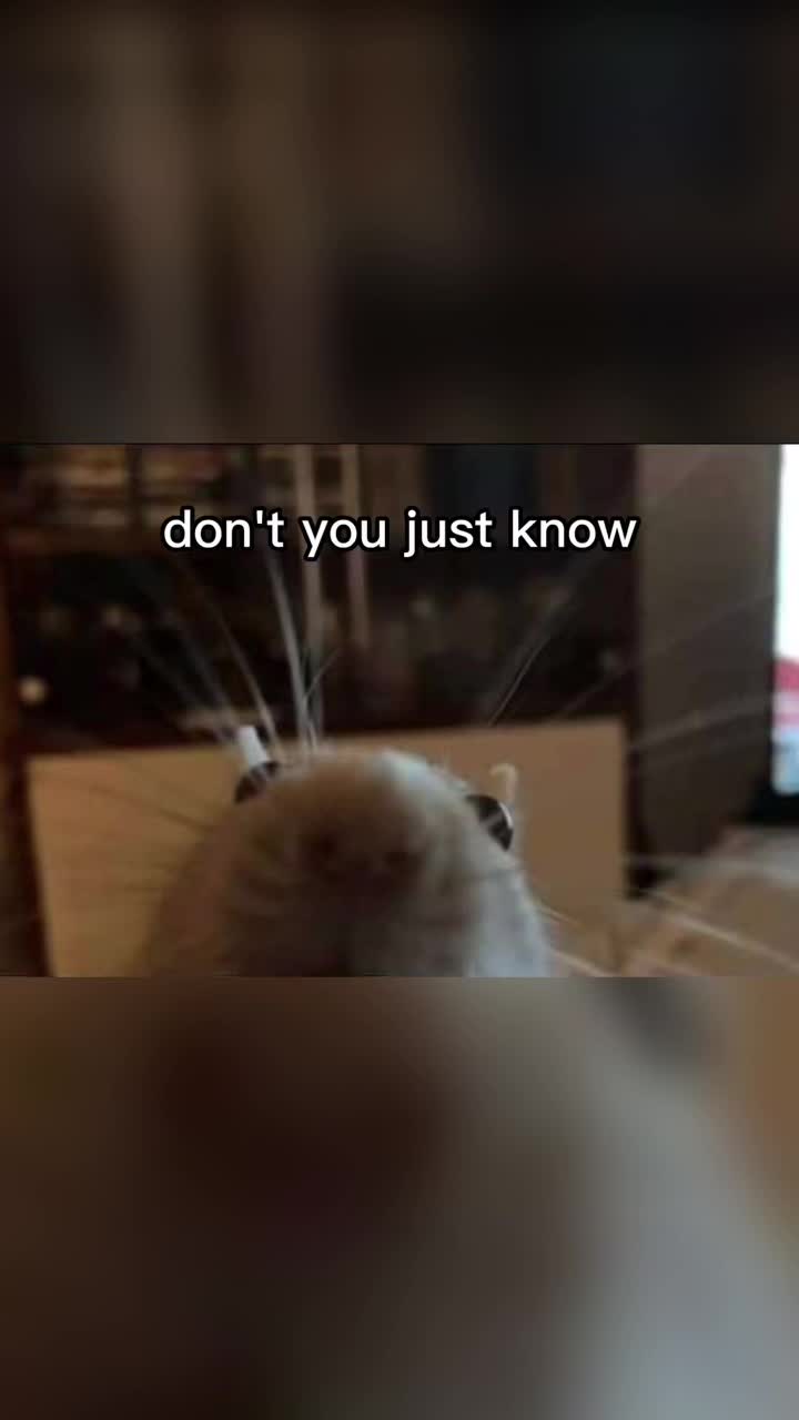@RodentMusicVideos