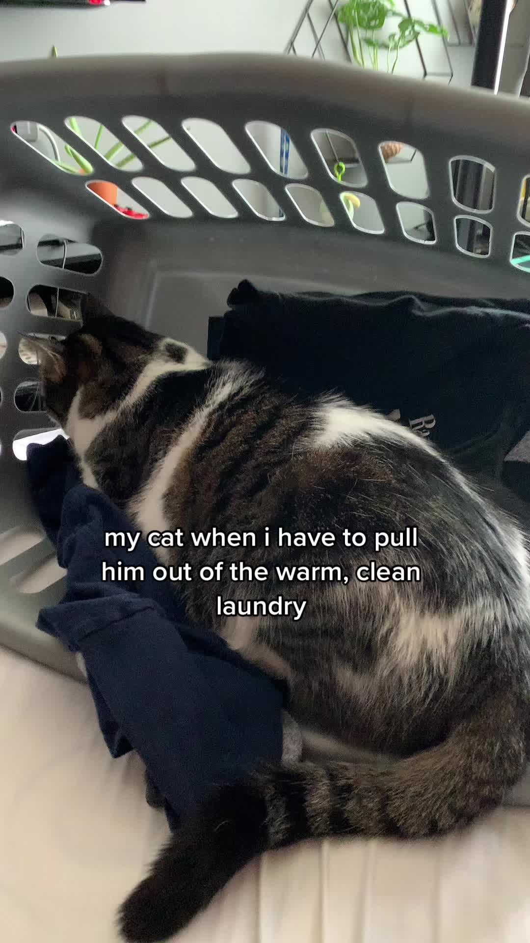 @Li