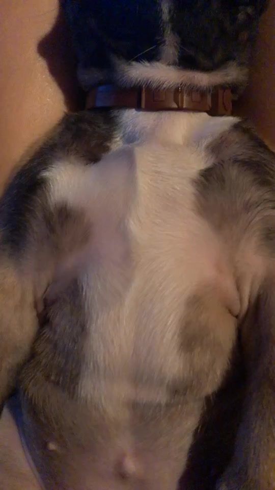 @Frenchbulldog_Zora