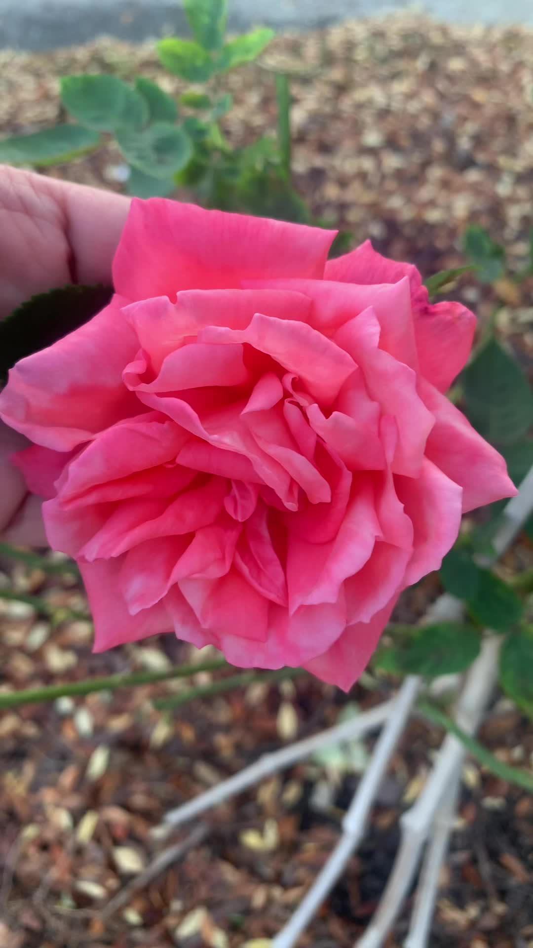 @bkotchamon