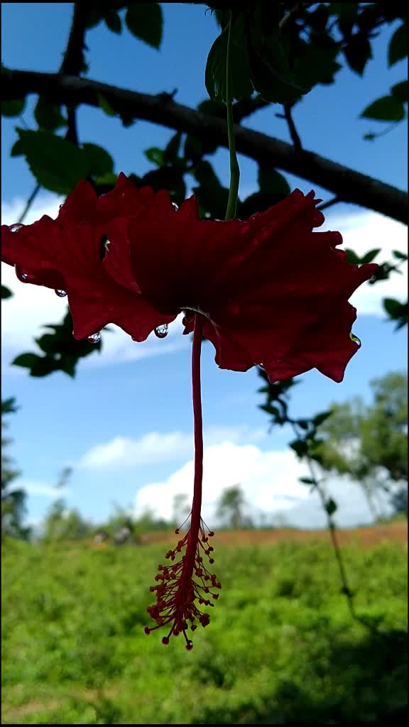 @G K Nilambur