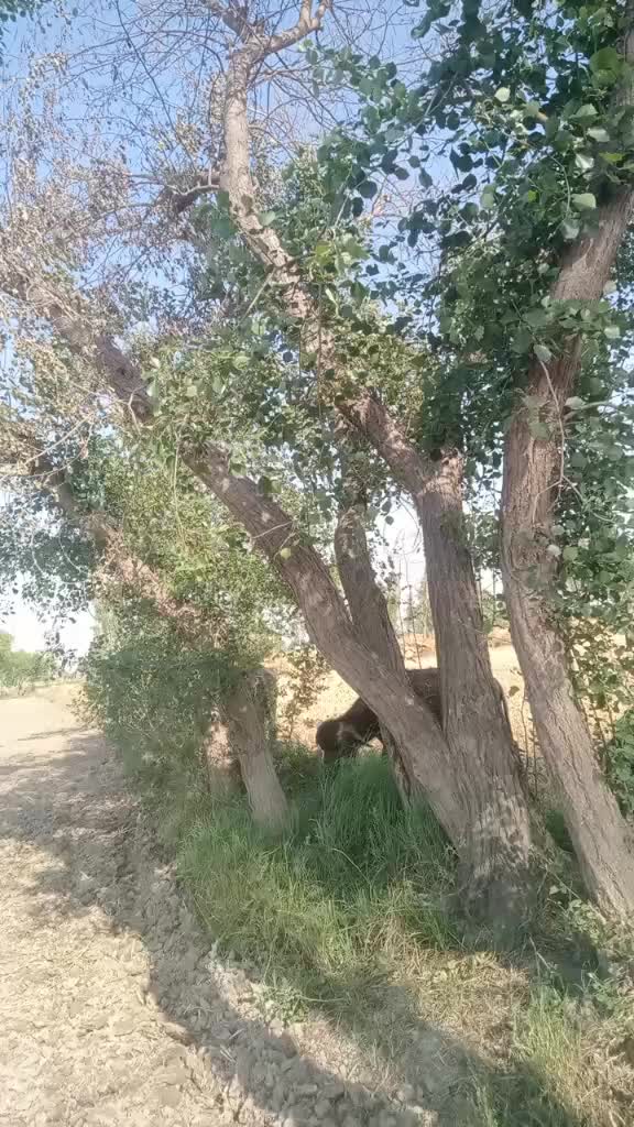 @muzamil husan