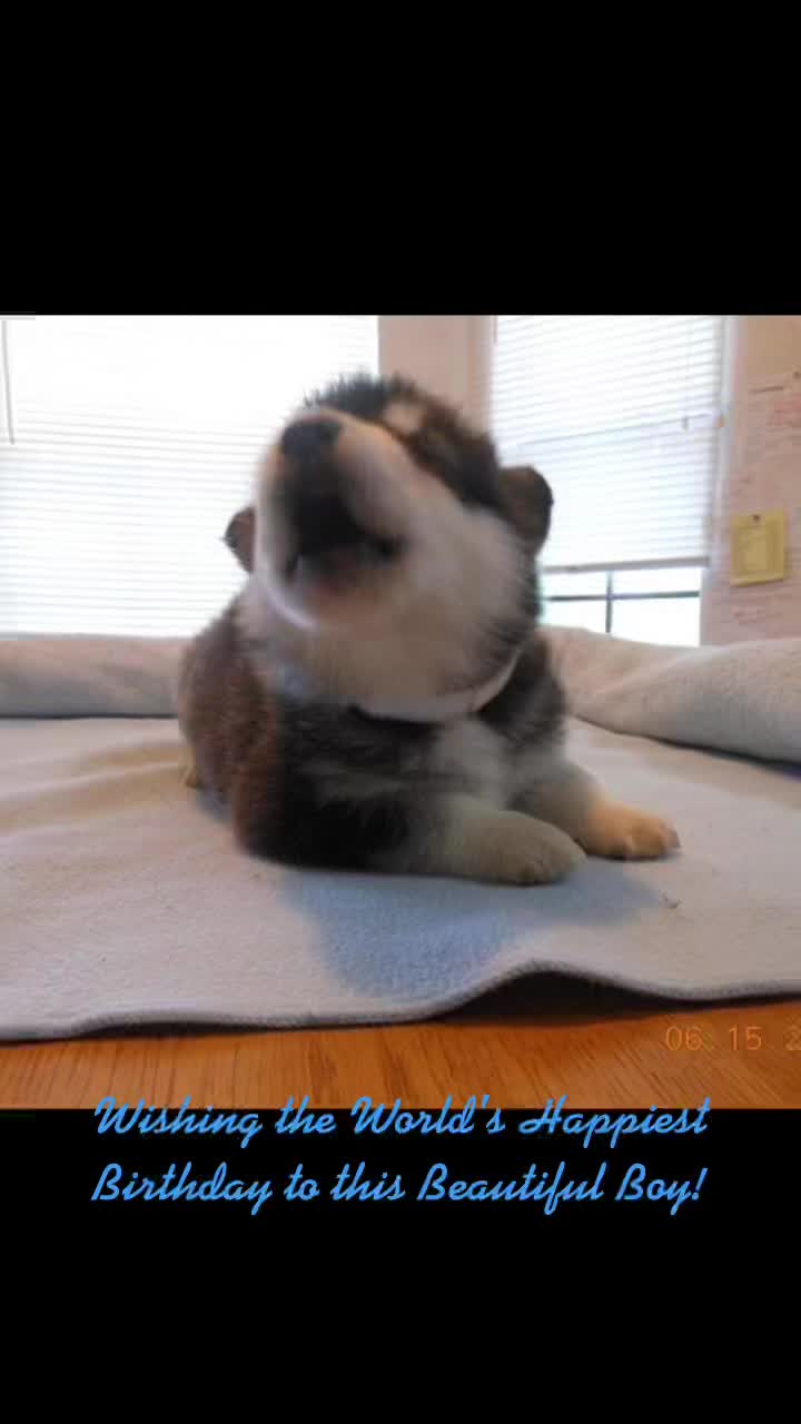@Koba’s Four Paws Institute
