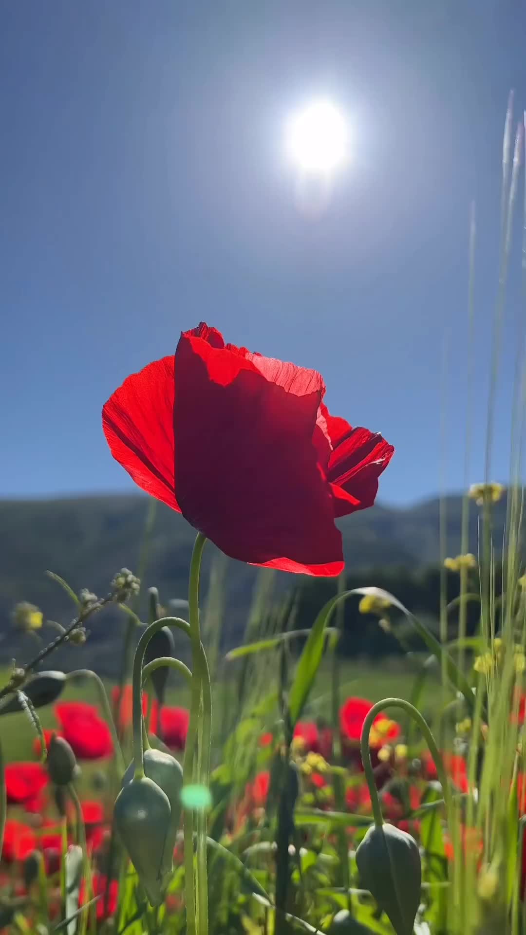 @Buğa bürcü