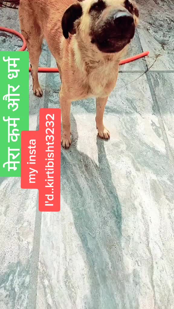 @kirti bisht