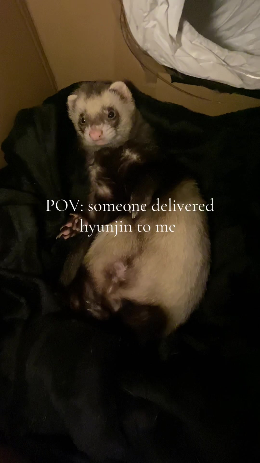 @FerretFiesta