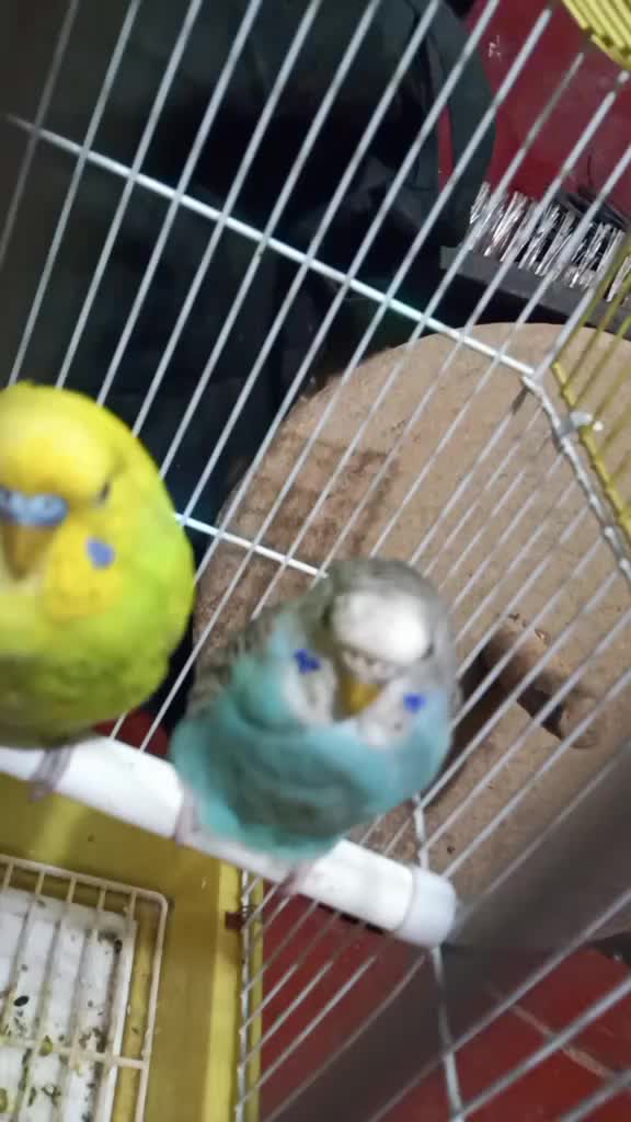 @subhra134