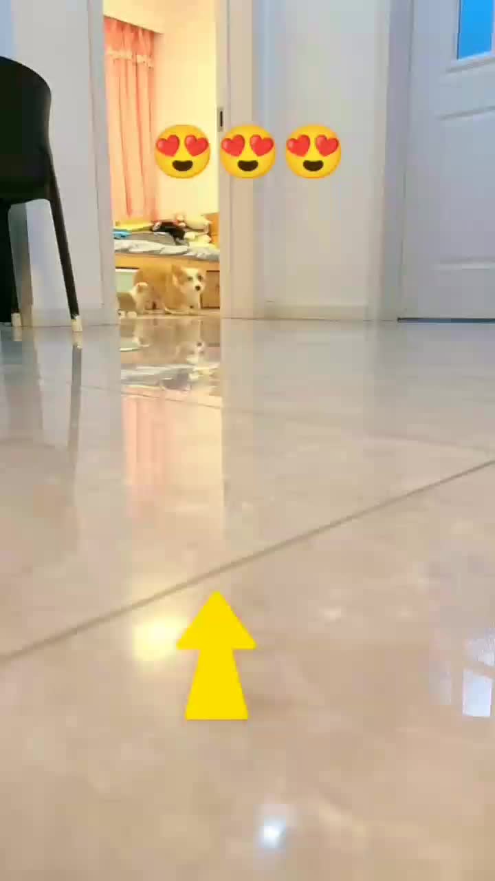 @funnypets818