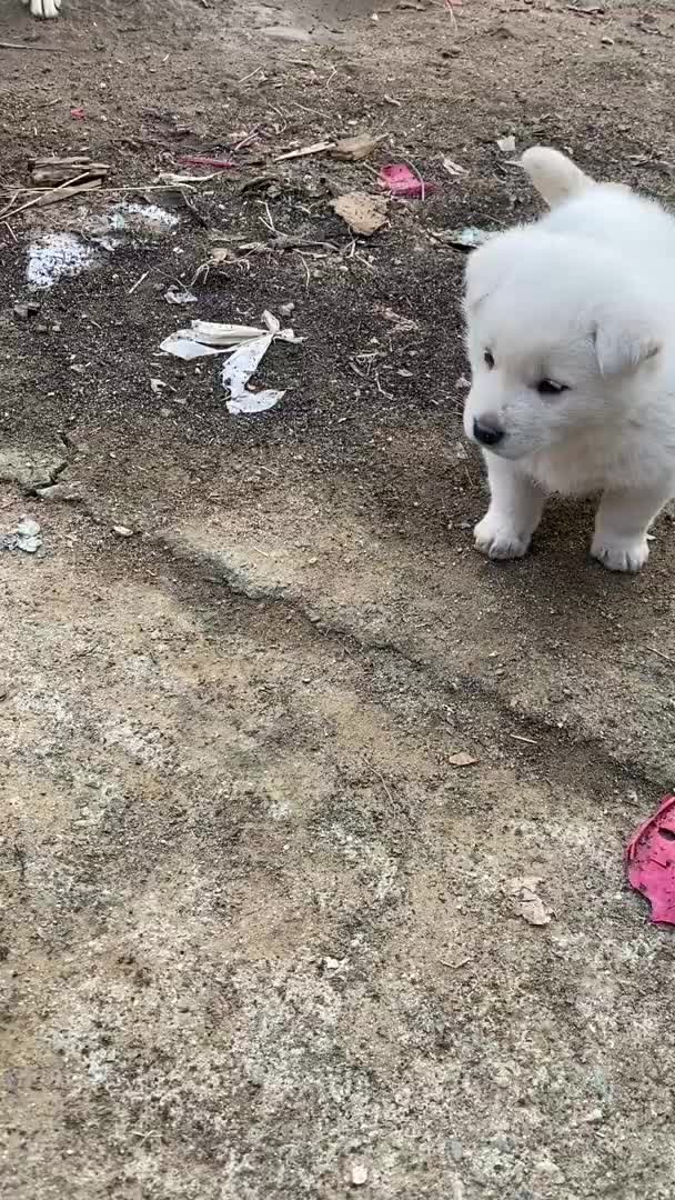 @Cute_Puppy_01