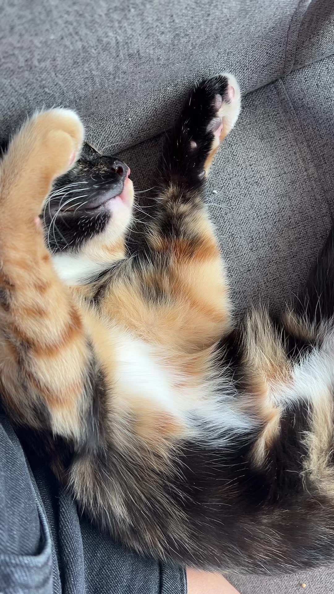 @kiki 🐈⬛