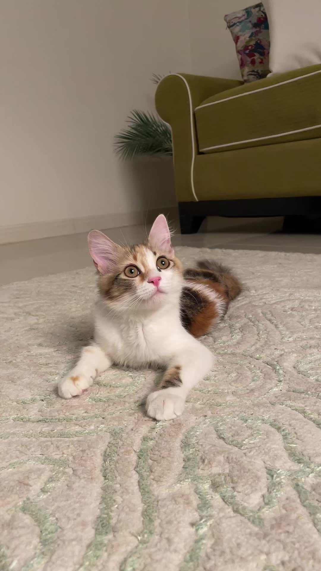 @Yunameow7