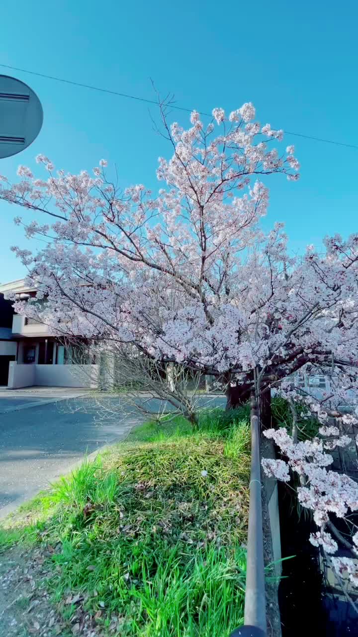 @姜
