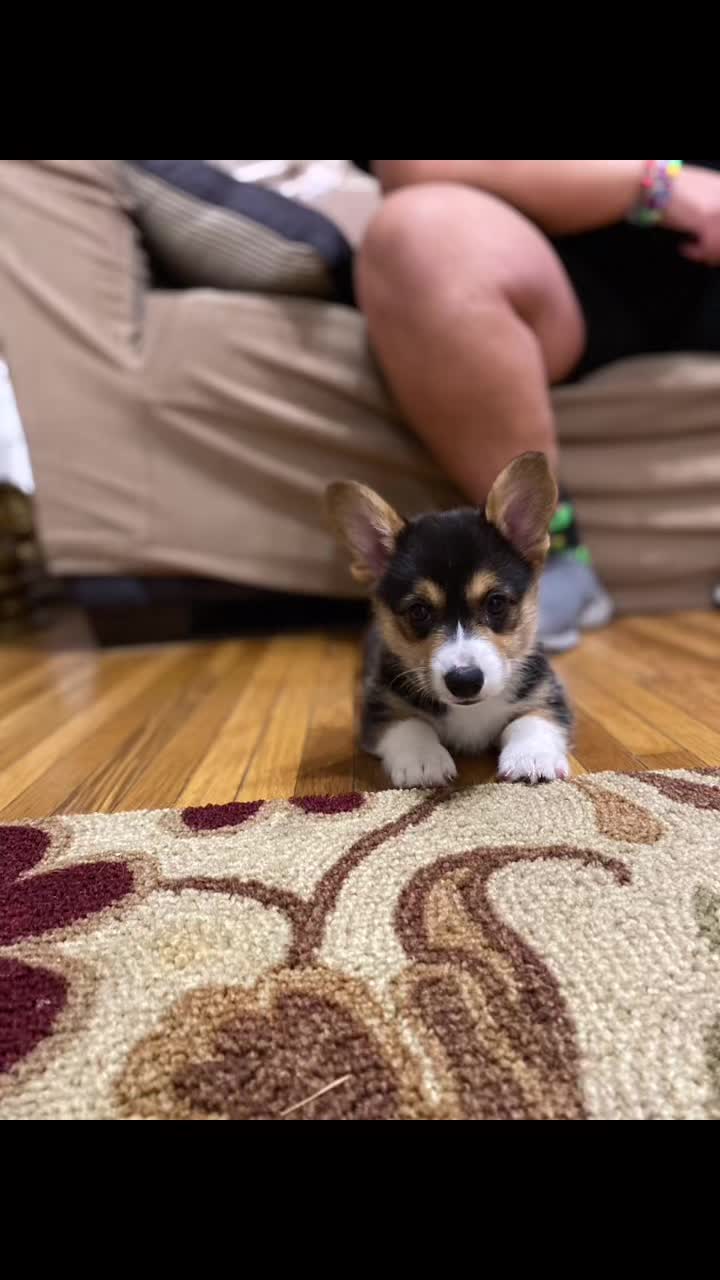 @Xena Warrior Corgi