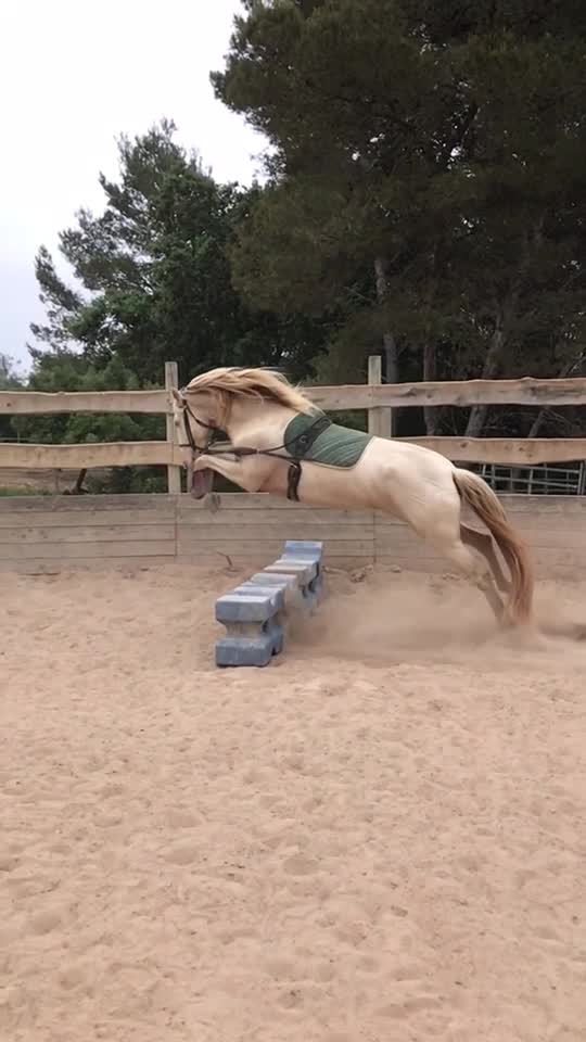 @🐴💎🥰