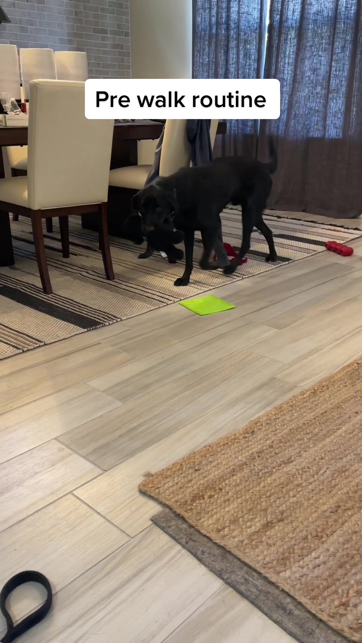 @Huxley Knox the Black Lab