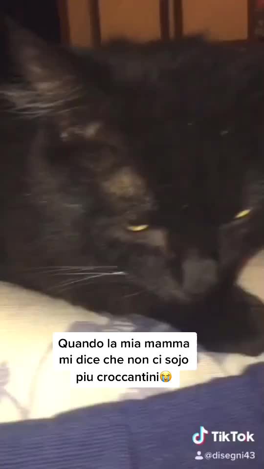 @I_miei_animali❤️