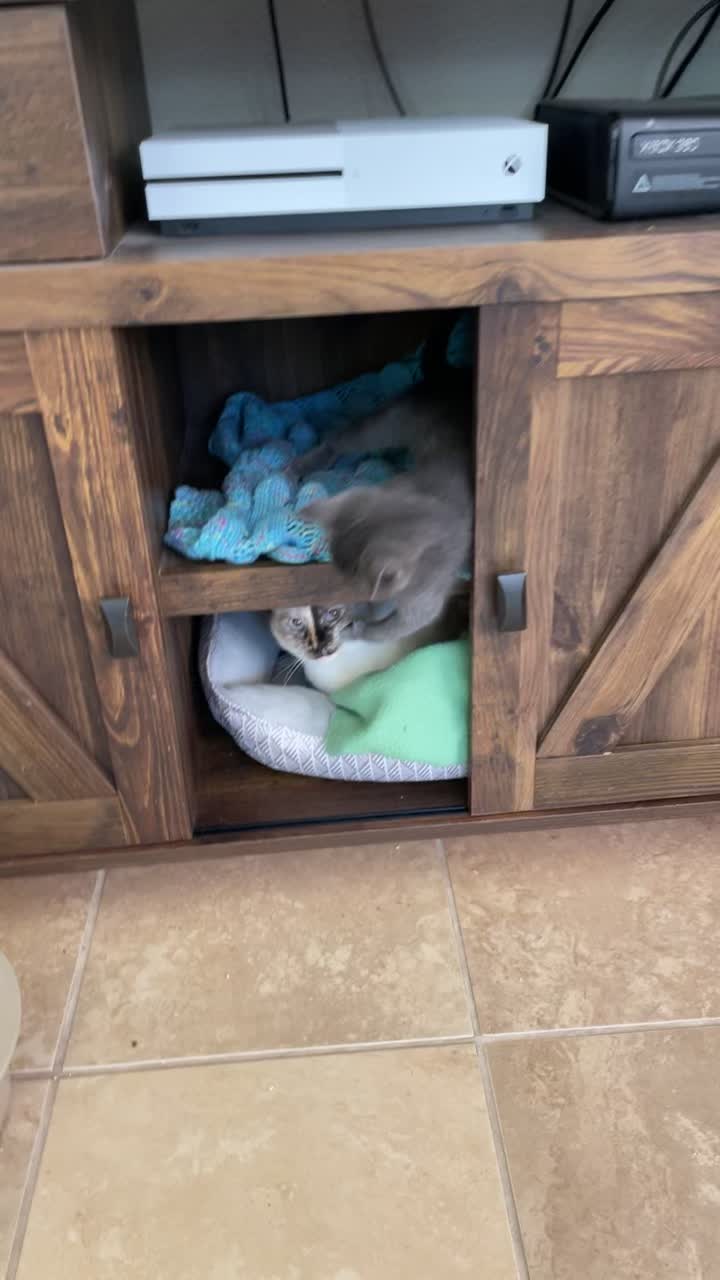 @motel cats