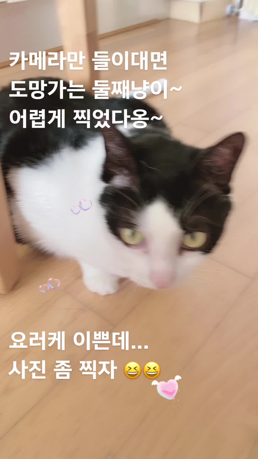 @lifewithkitty