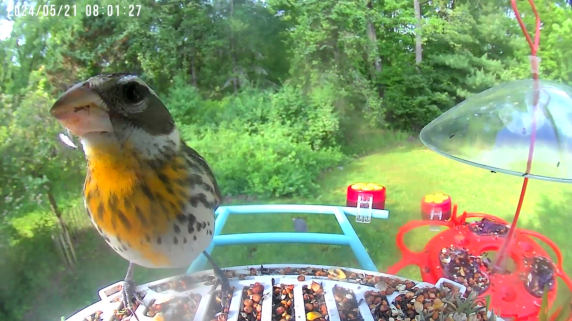 @Bird feeder Cam