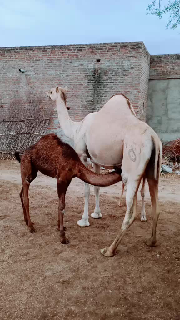 @ranaram rabari