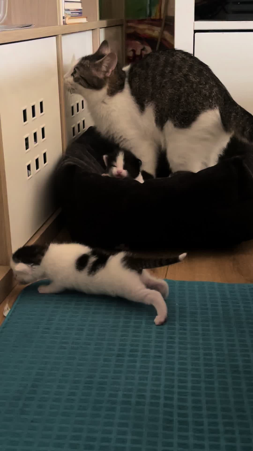 @Tootie The Cat