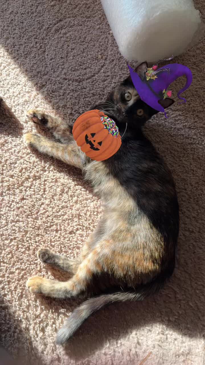 @KrystalSoftpaw