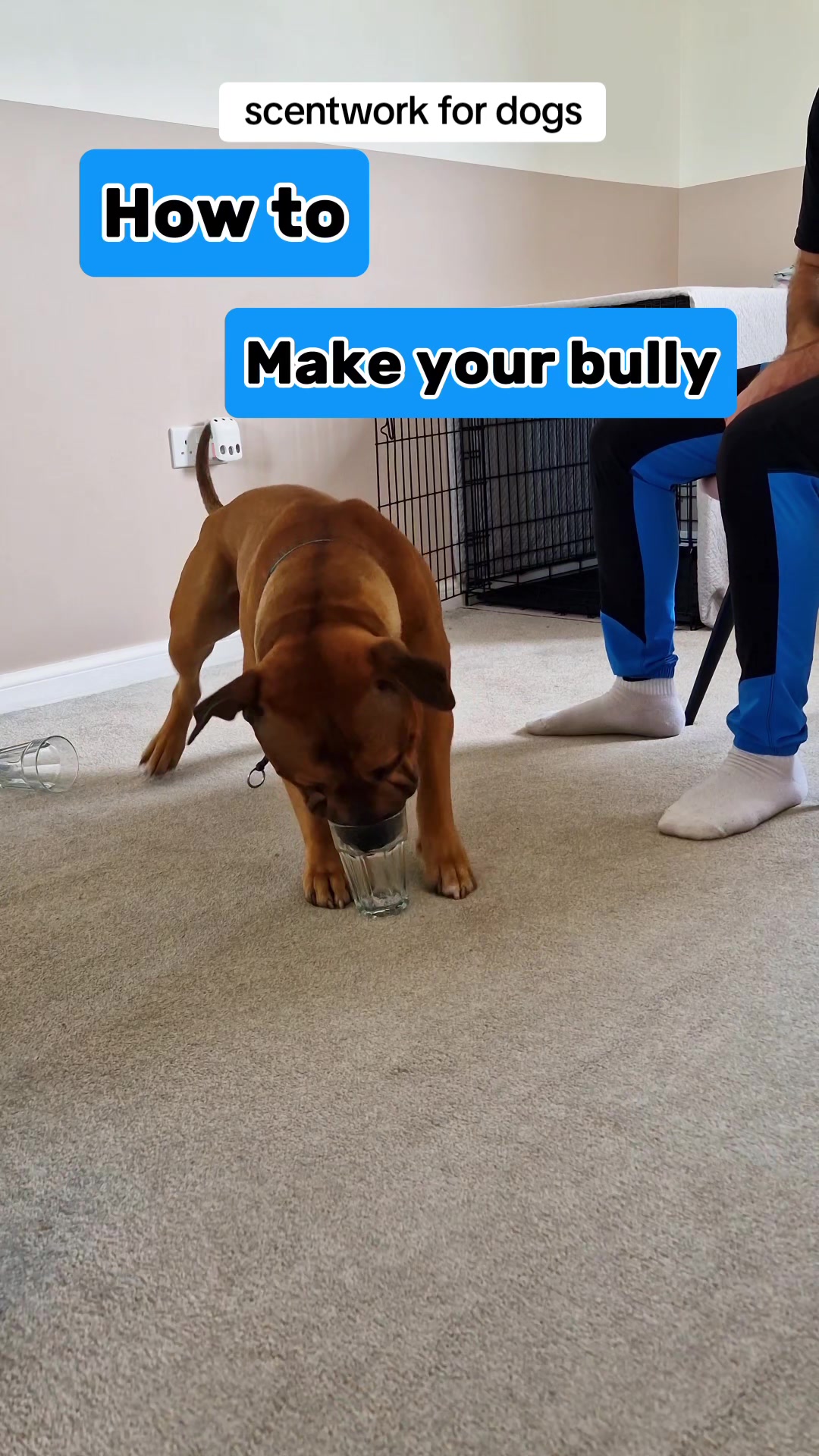 @Michael || Dog Trainer