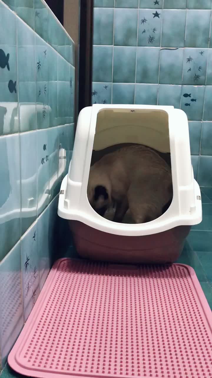 @miura_cat_and_friends