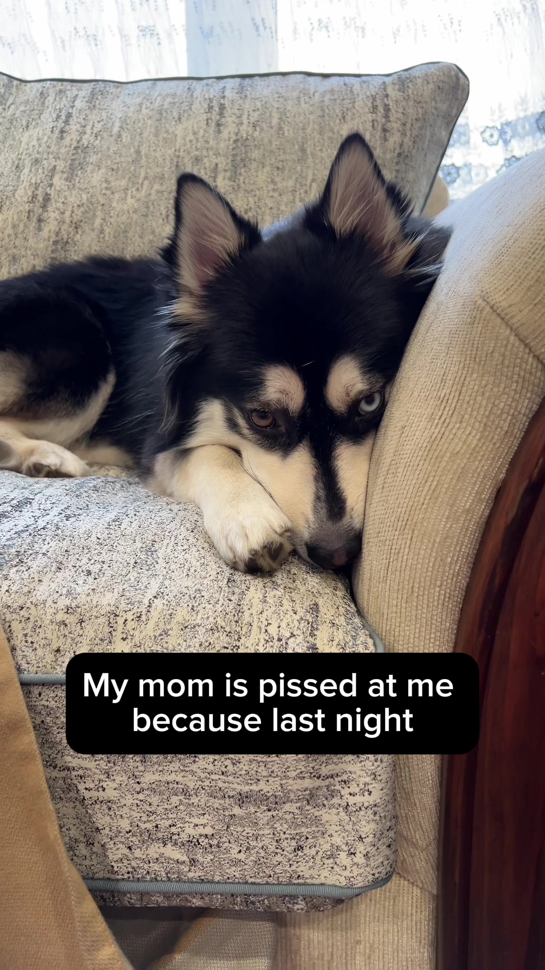 @Zeus the Pomsky🐾