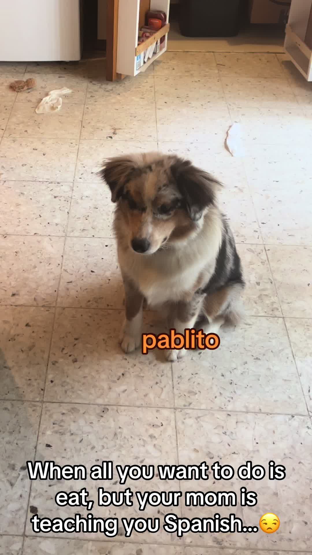@pablomapachejemsek